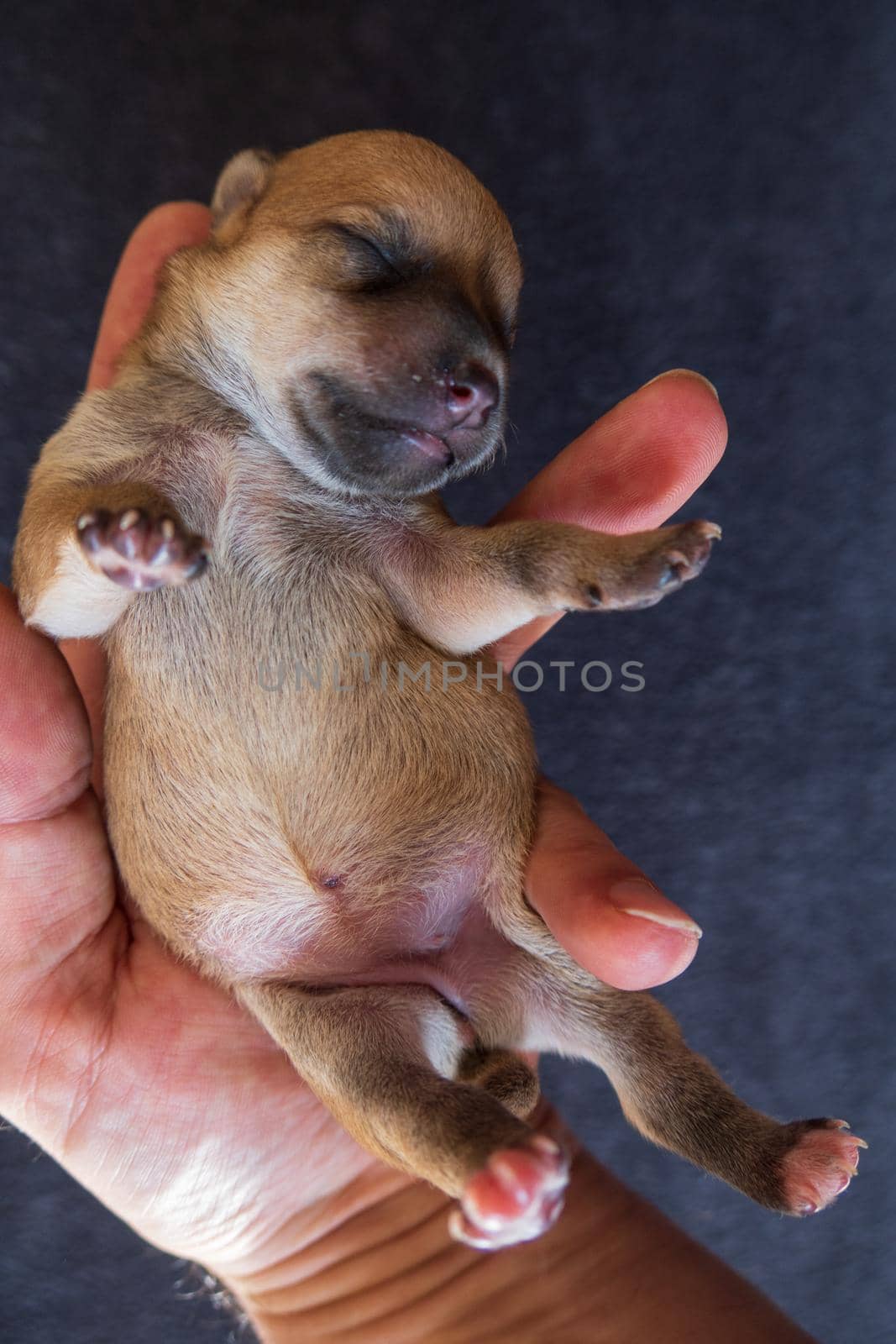 Holding adorable newborn puppy dog in the hand