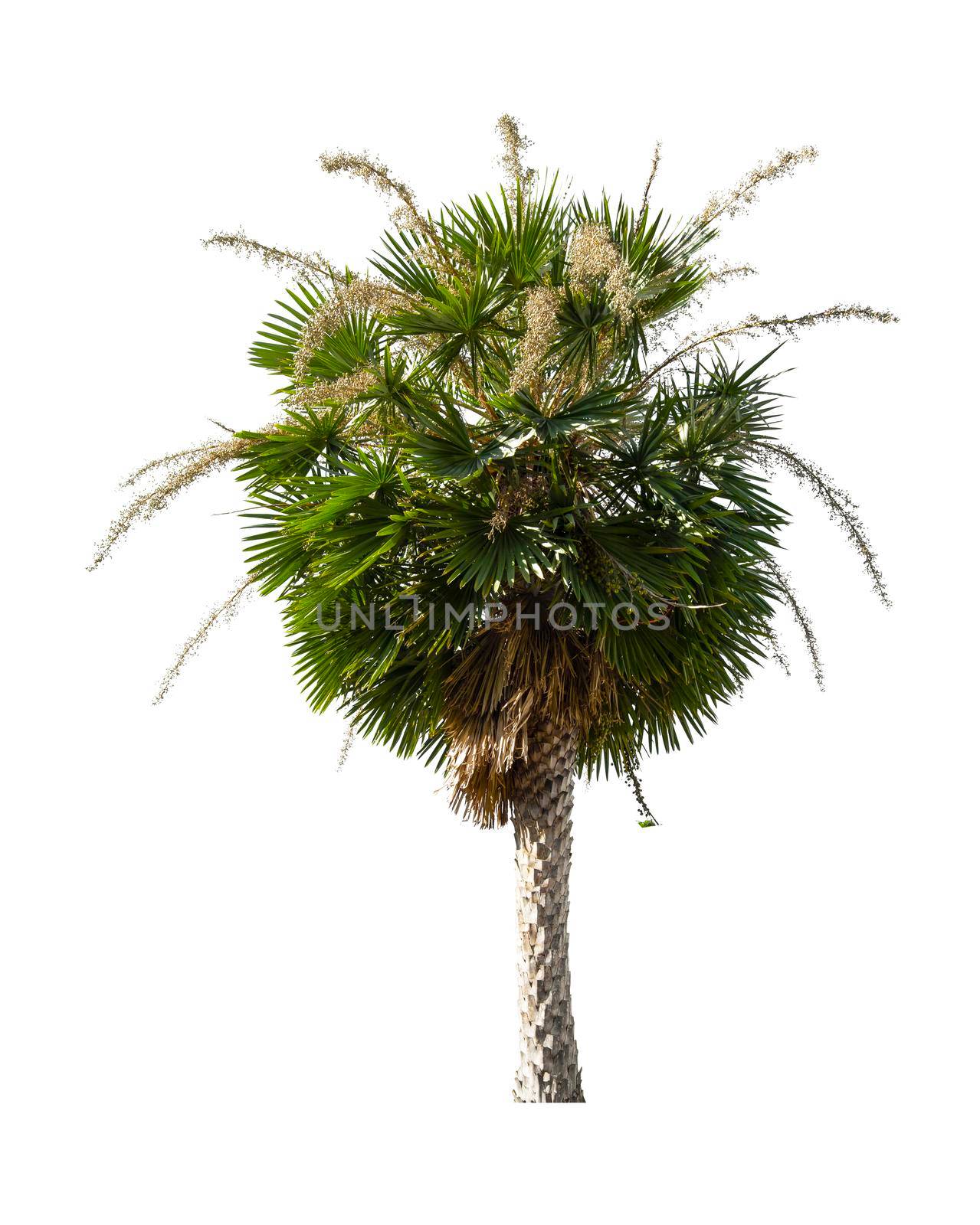 Beautiful green palm tree isolated on white. by Gamjai