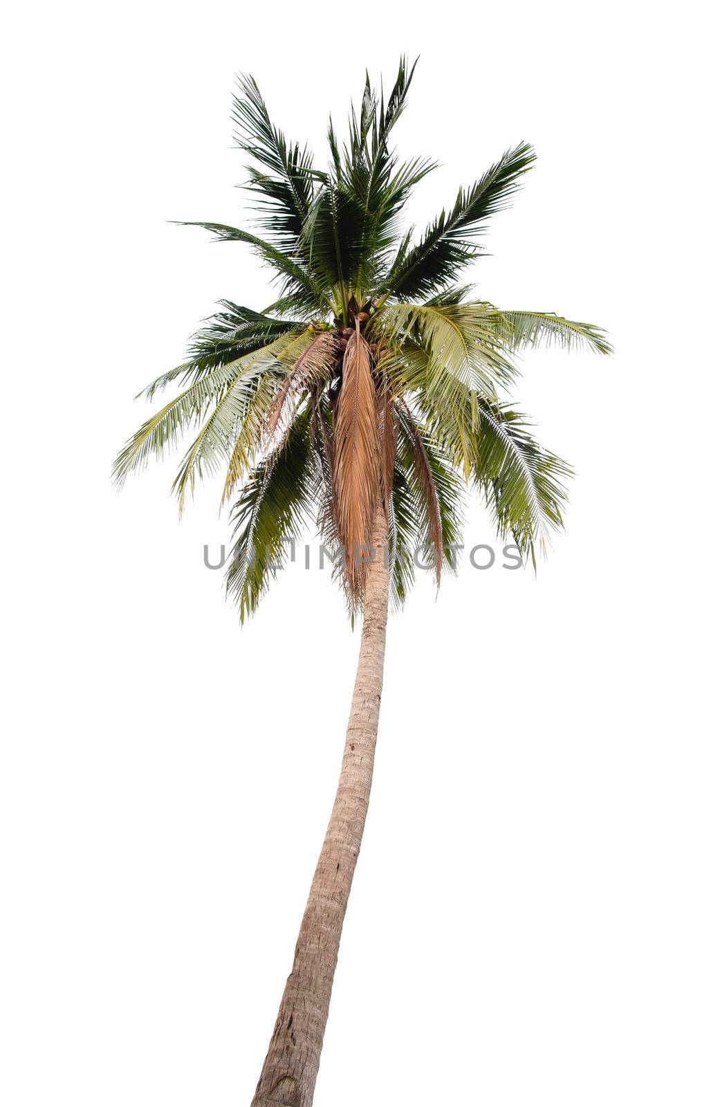 The coconut tree isolated on white. by Gamjai