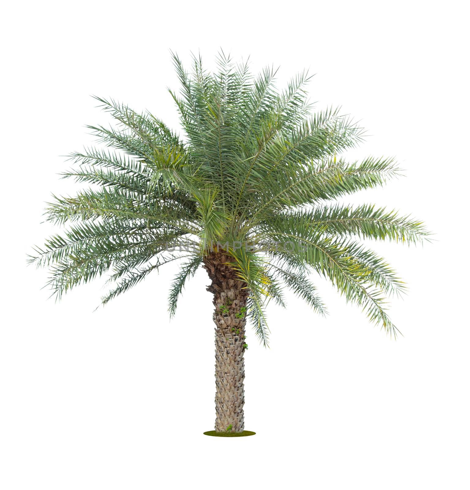 The palm tree isolated on white background.