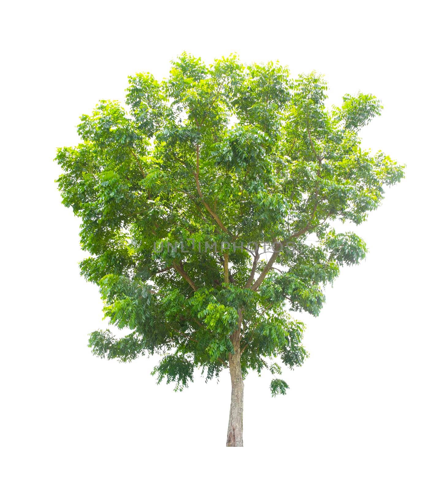 The freshness big green tree isolated on white. by Gamjai