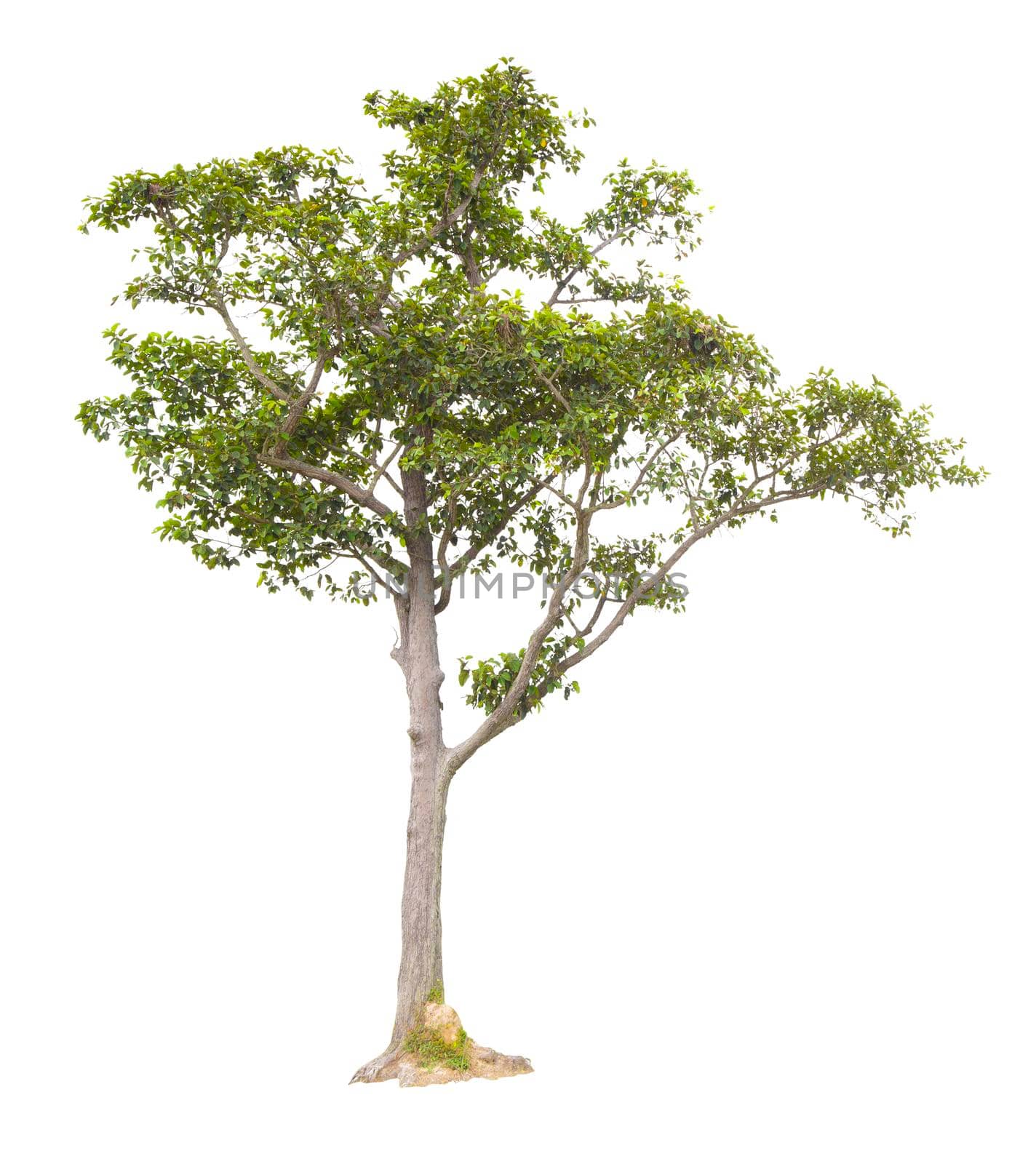 The freshness big green tree isolated on white background.