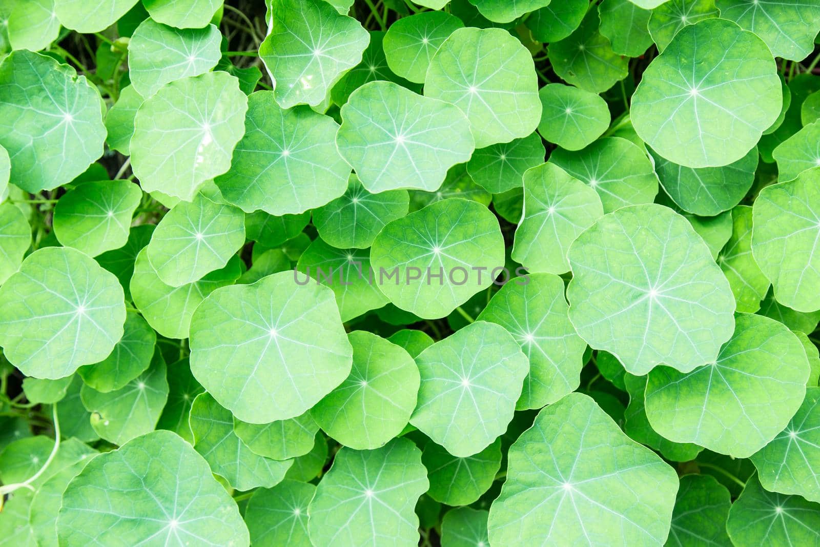 Green young leaves of Nasturtium (Tropaeolum) plant.