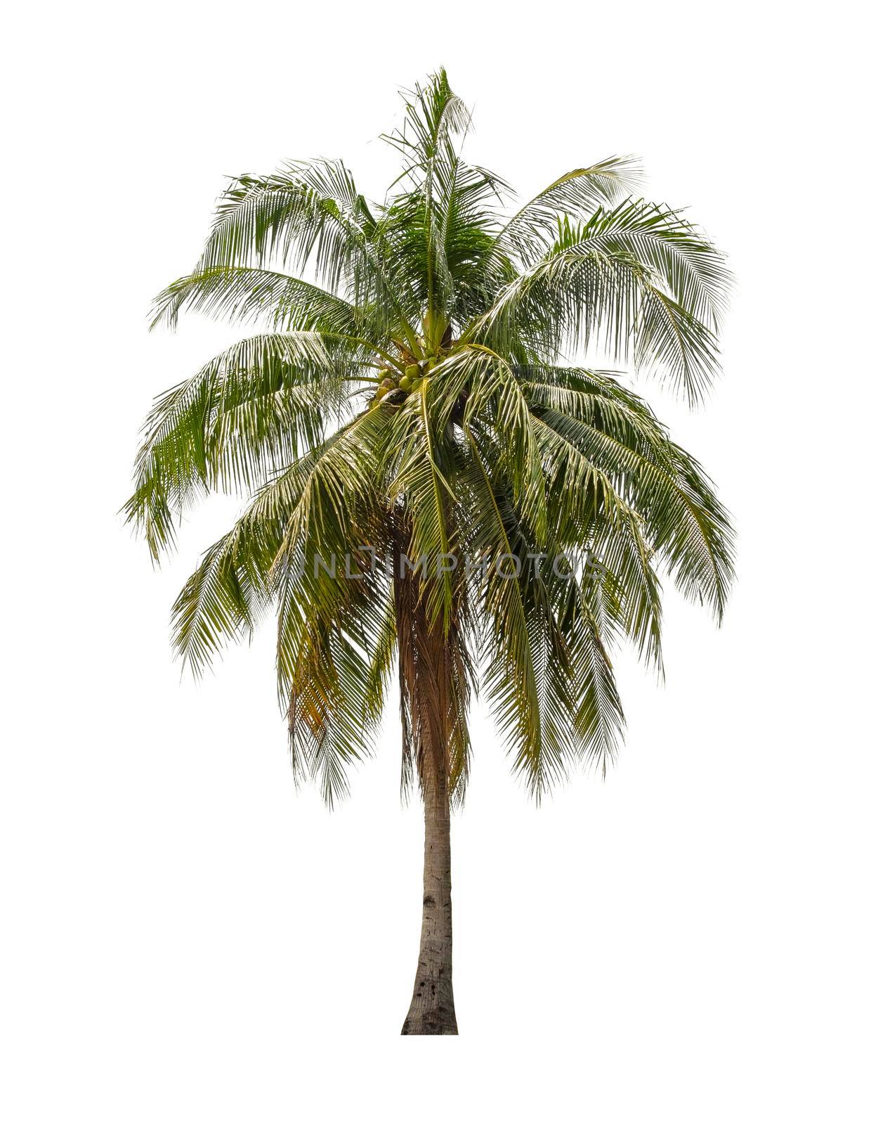 The coconut tree isolated on white background.