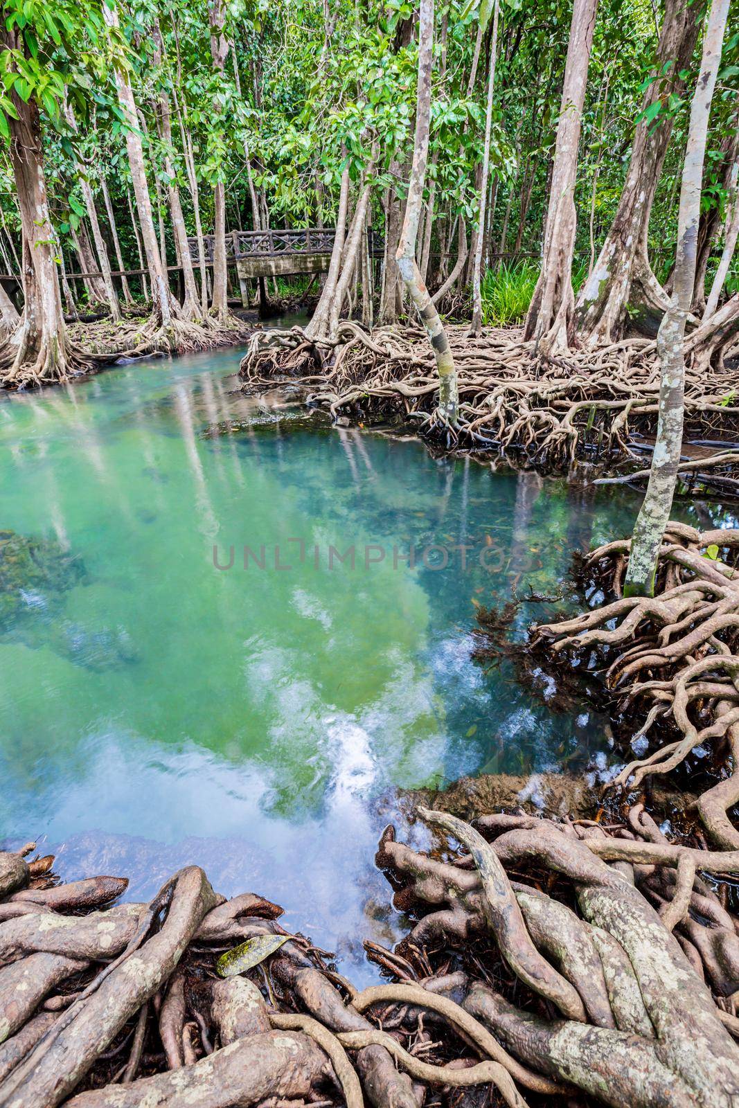 Tropical tree roots or Tha pom mangrove in swamp forest and flow water. by Gamjai