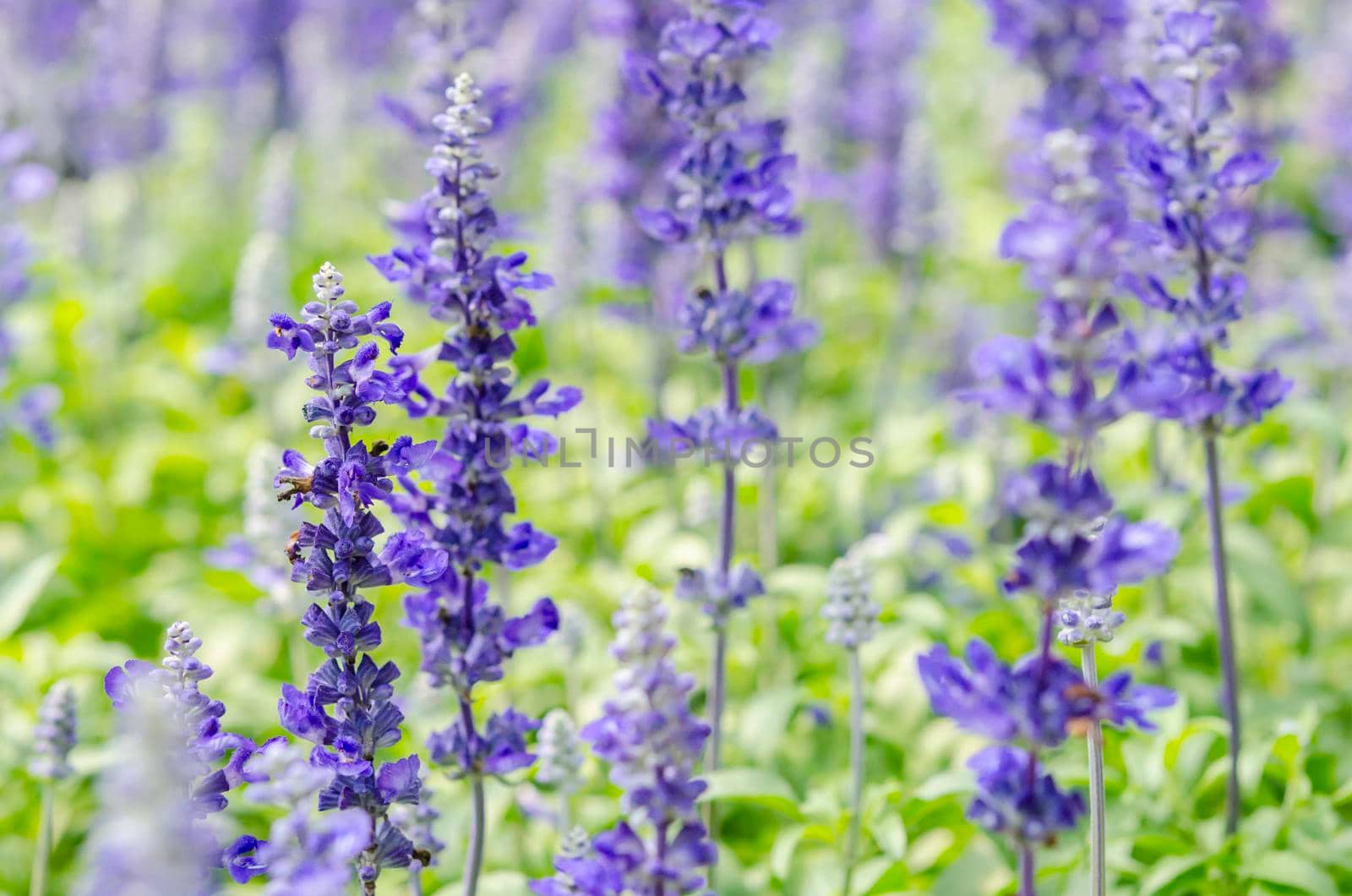 Blue salvia flower blooming in the garden