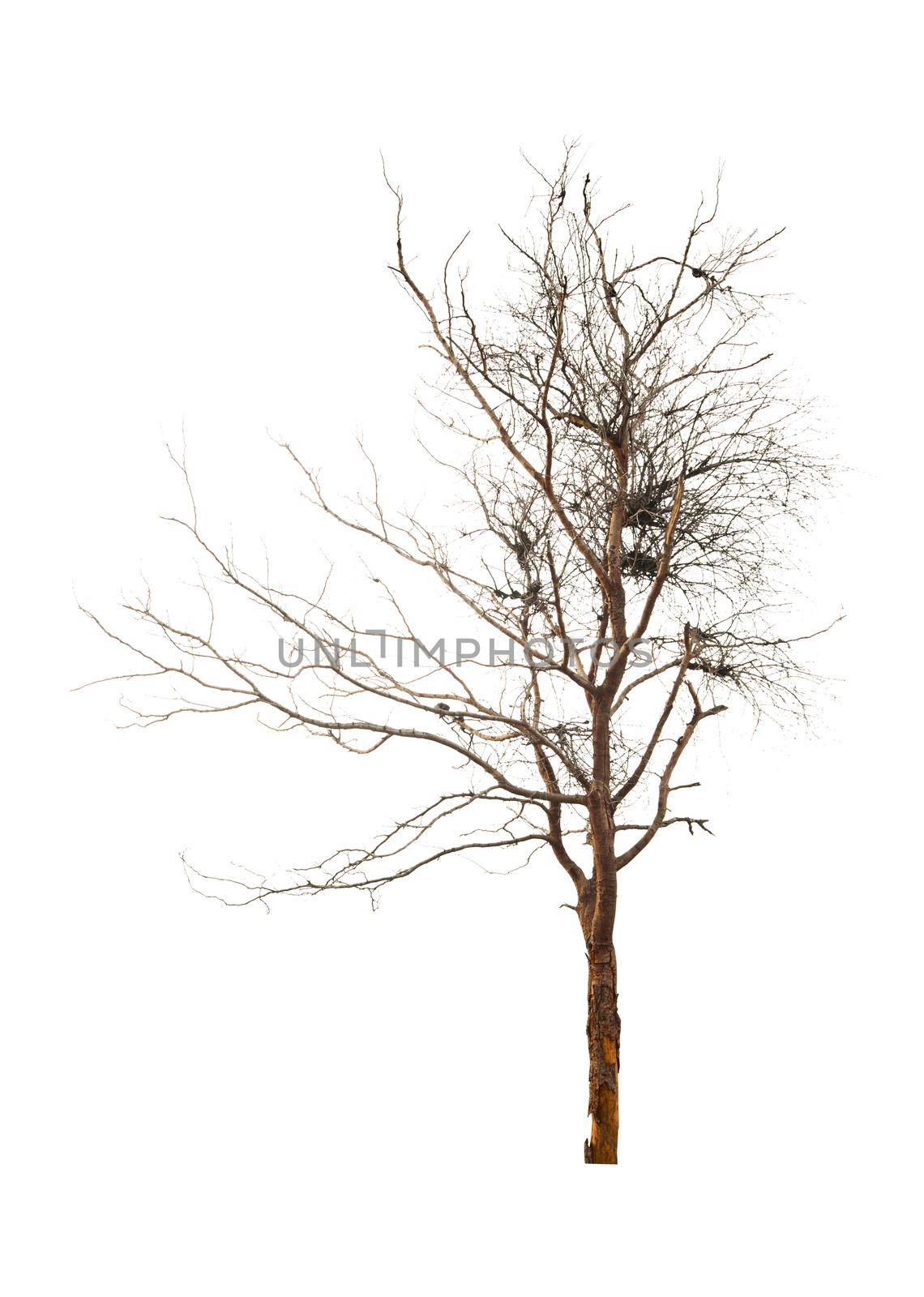 Dead tree isolated on white background.