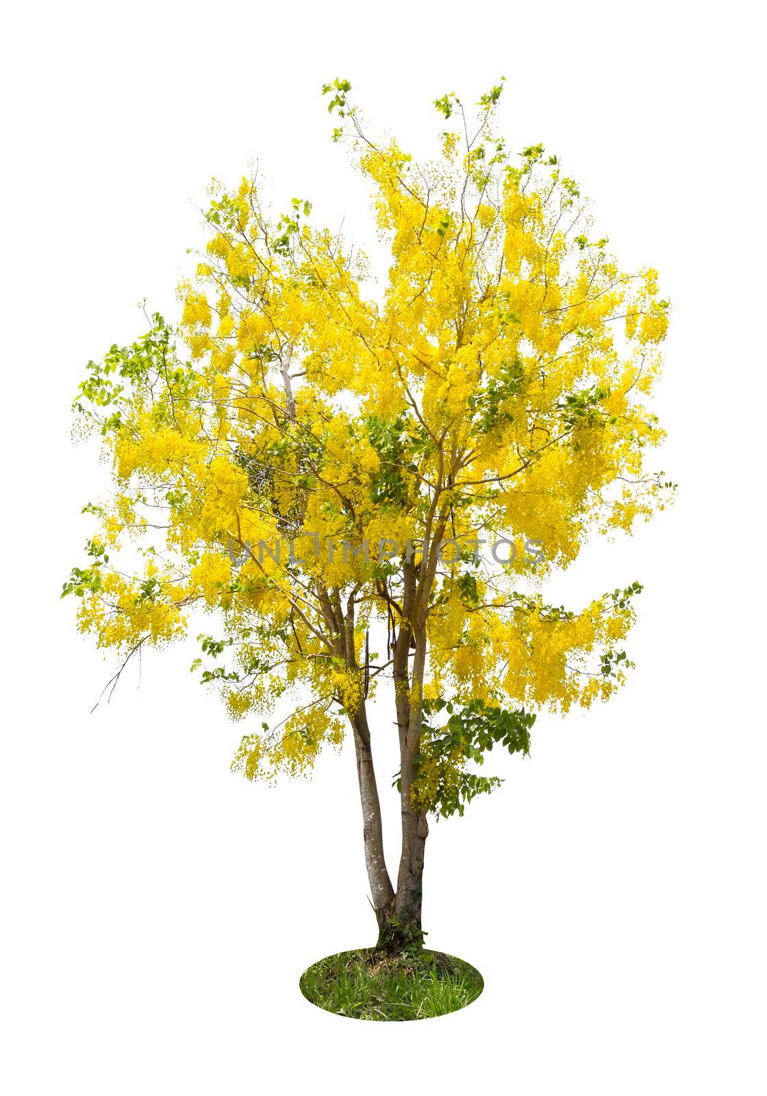 Cassia fistula tree or Golden shower National tree of Thailand. by Gamjai