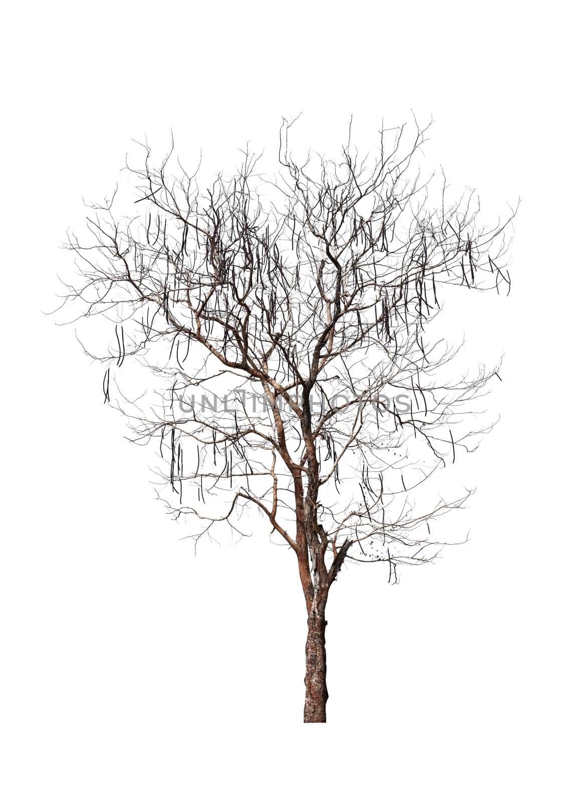 Dead tree isolated on white. by Gamjai