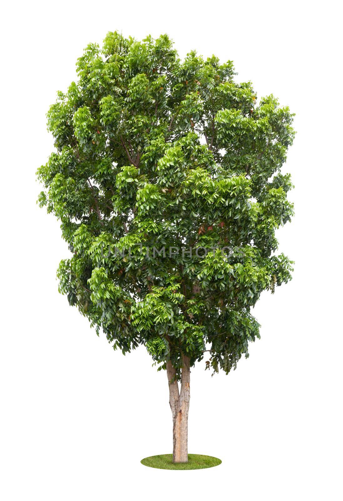 Big tree isolate on white background.