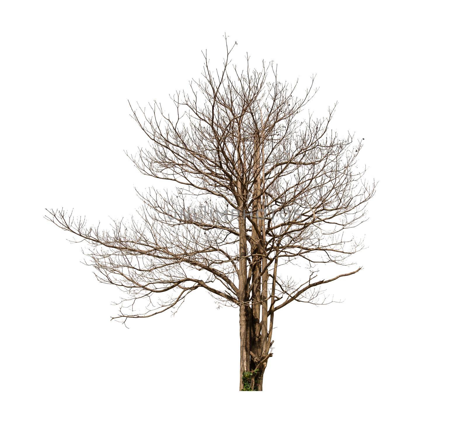 Dead tree isolated on white background.