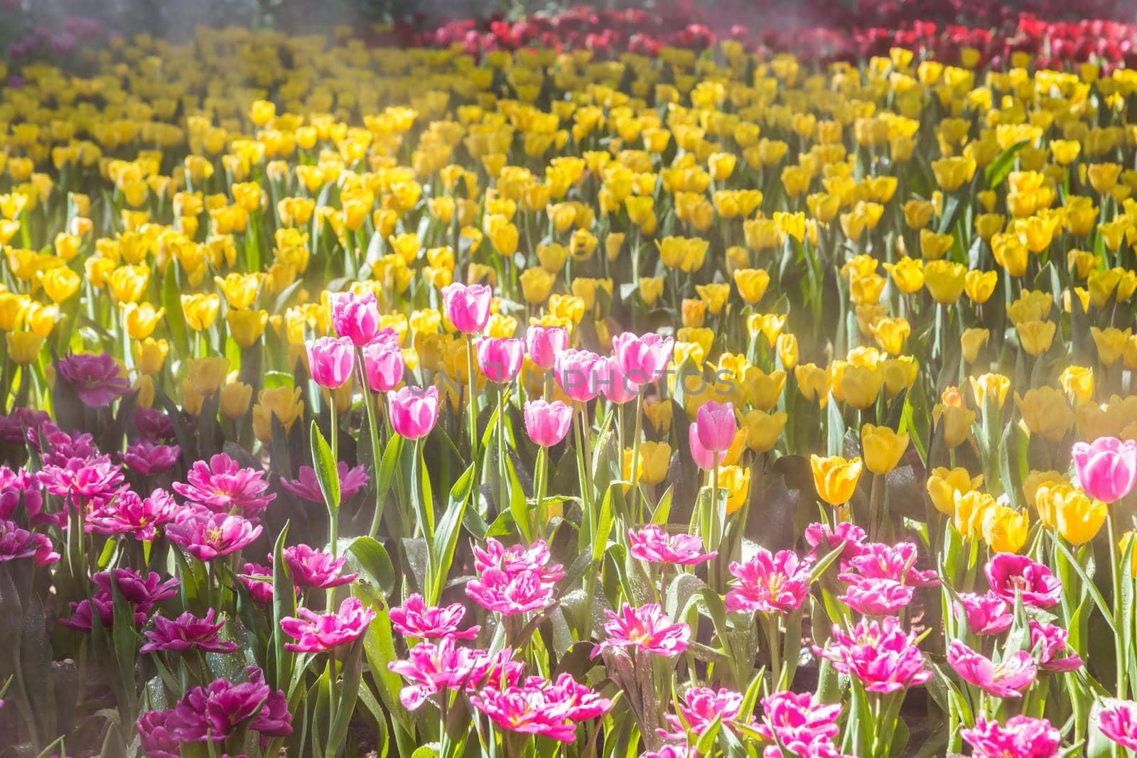 Beautiful tulip in the garden, north Thailand.