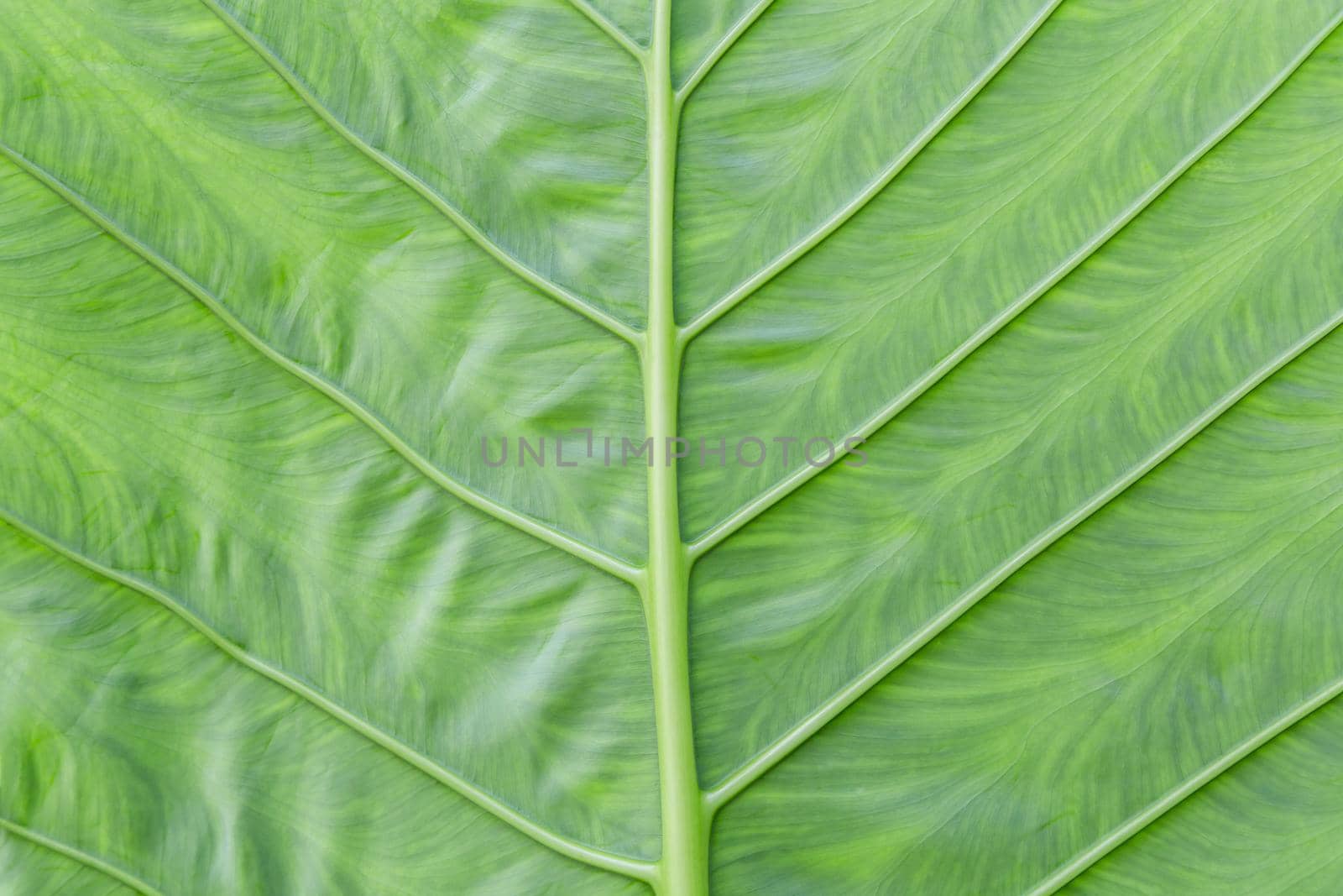 background texture green leaf structure macro photograp