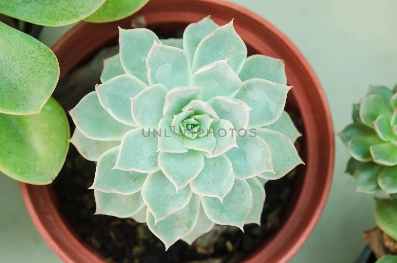 Close up of a teal cactus leaves bloom in pot.
