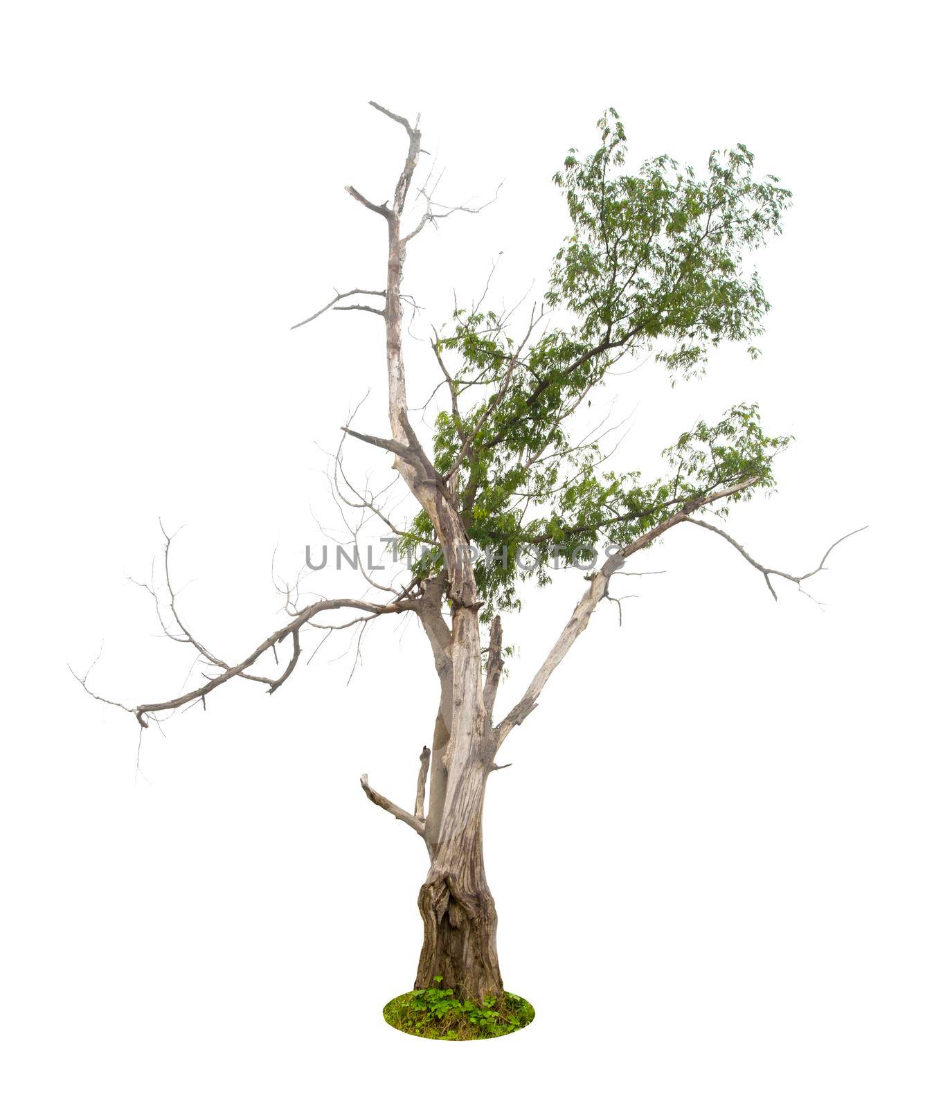 Dead tree on one side and living tree on the different side. Isolated on a white background.