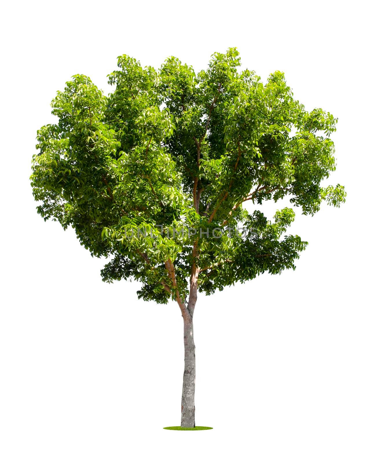 The freshness big green tree isolated on white. by Gamjai