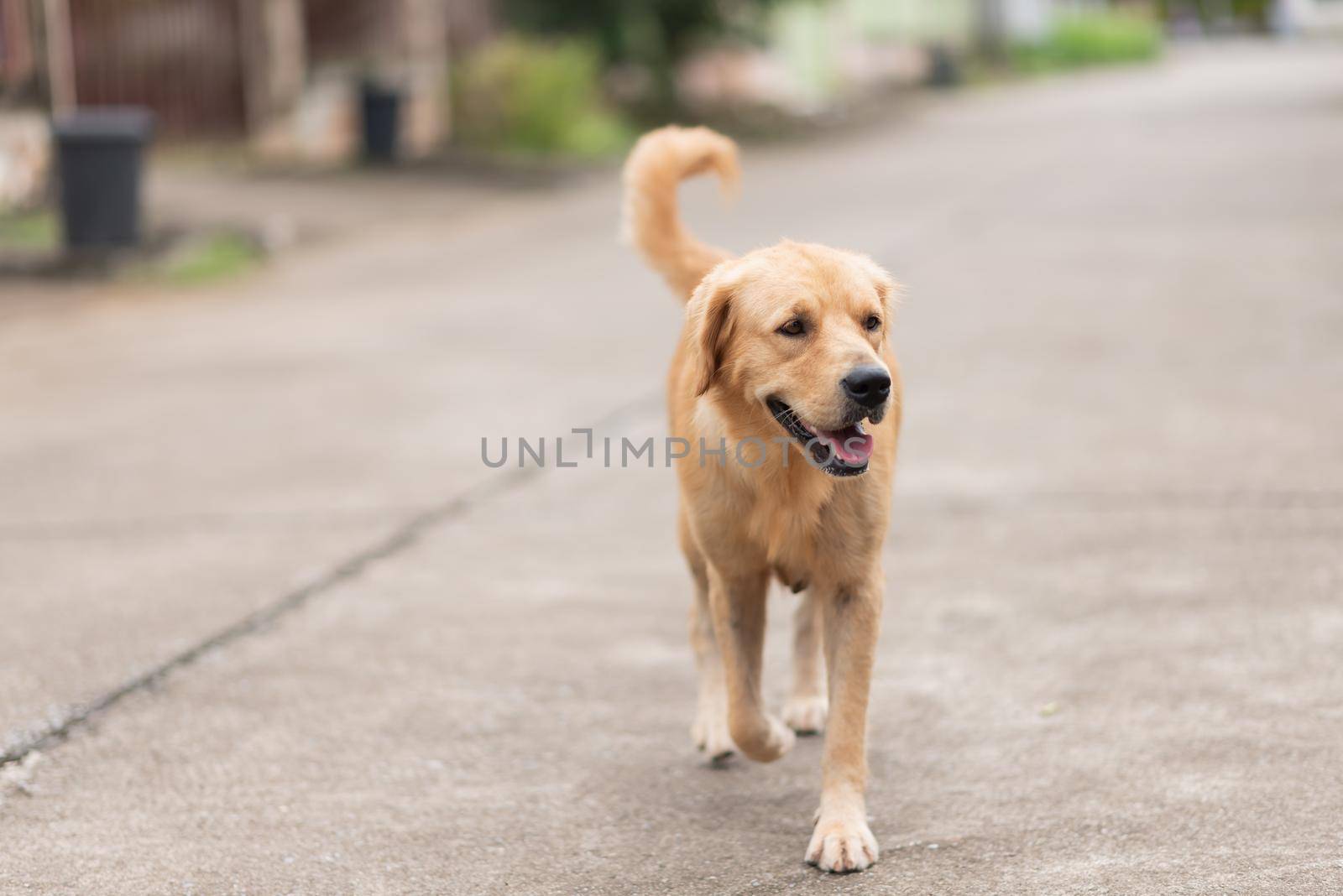 close up of golden retriver walking on the road