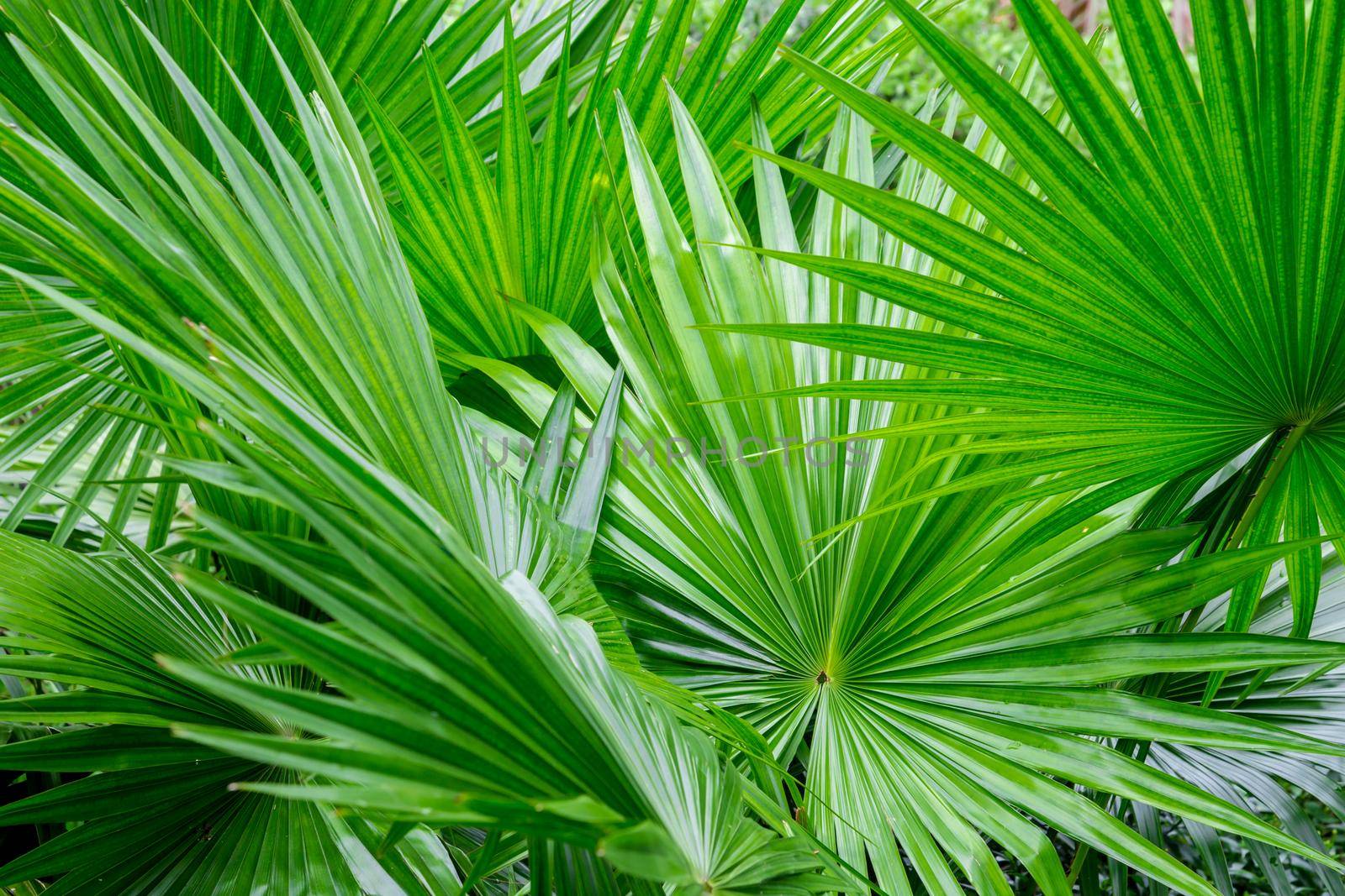 Abstract of tropical palm foliage, greenery background.