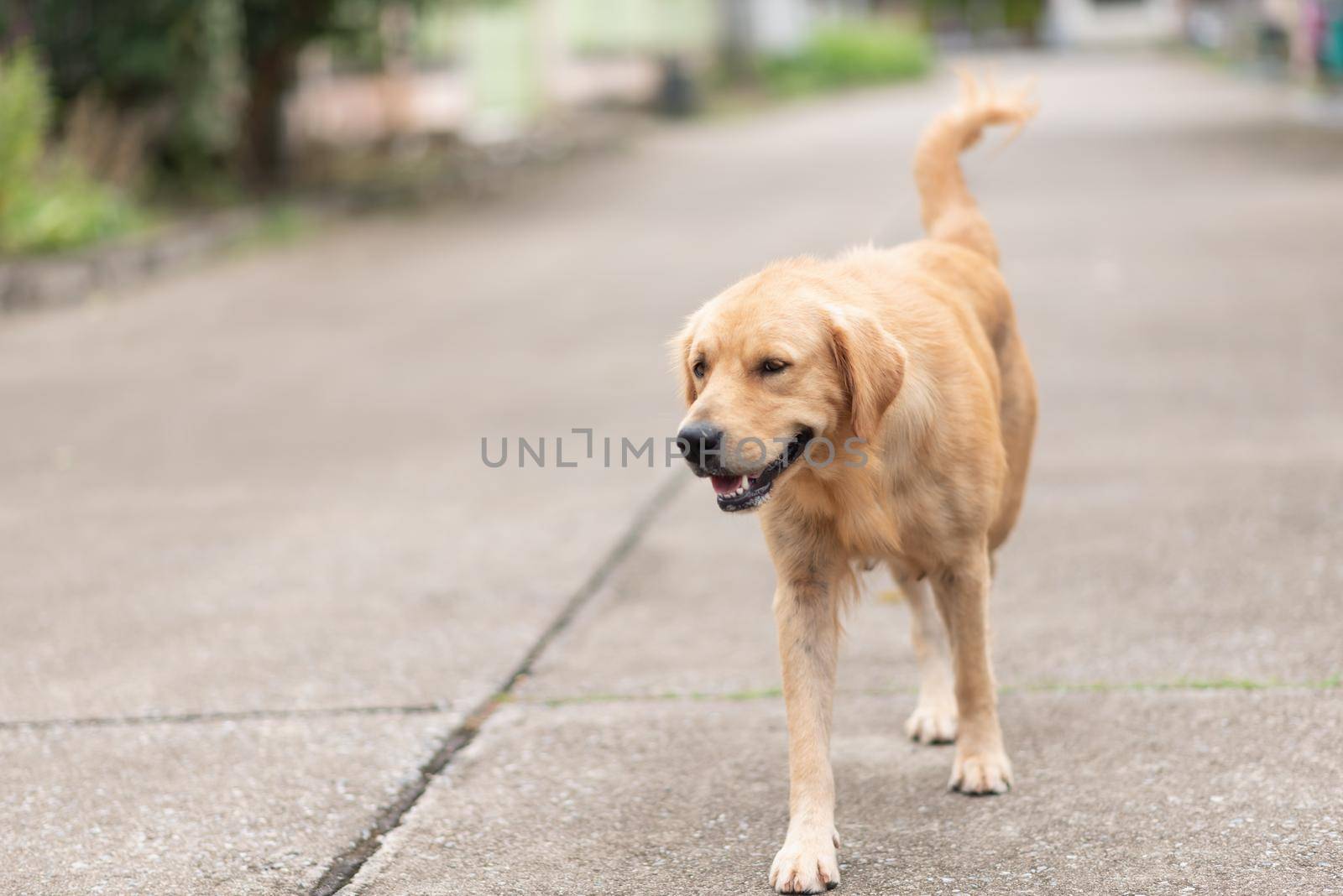 close up of golden retriver walking on the road