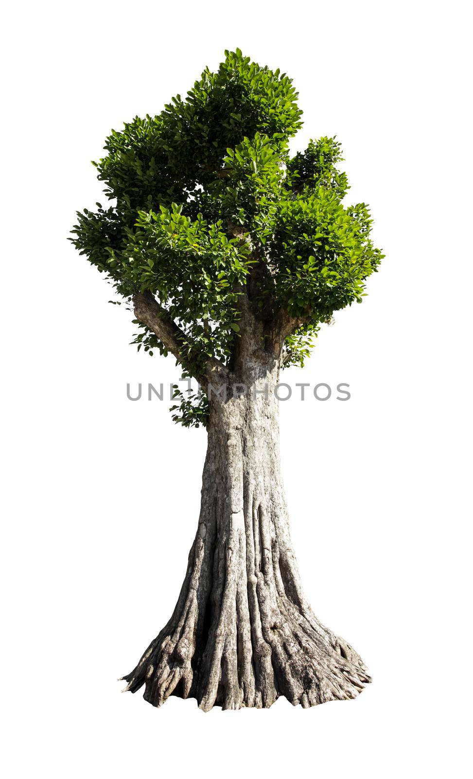 Beautiful green tree isolated on white. by Gamjai