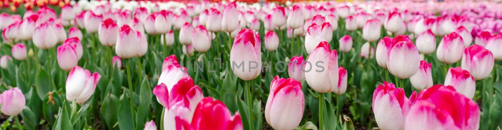 Tulip field. Pink tulips with white stripe close-up. Growing flowers in spring