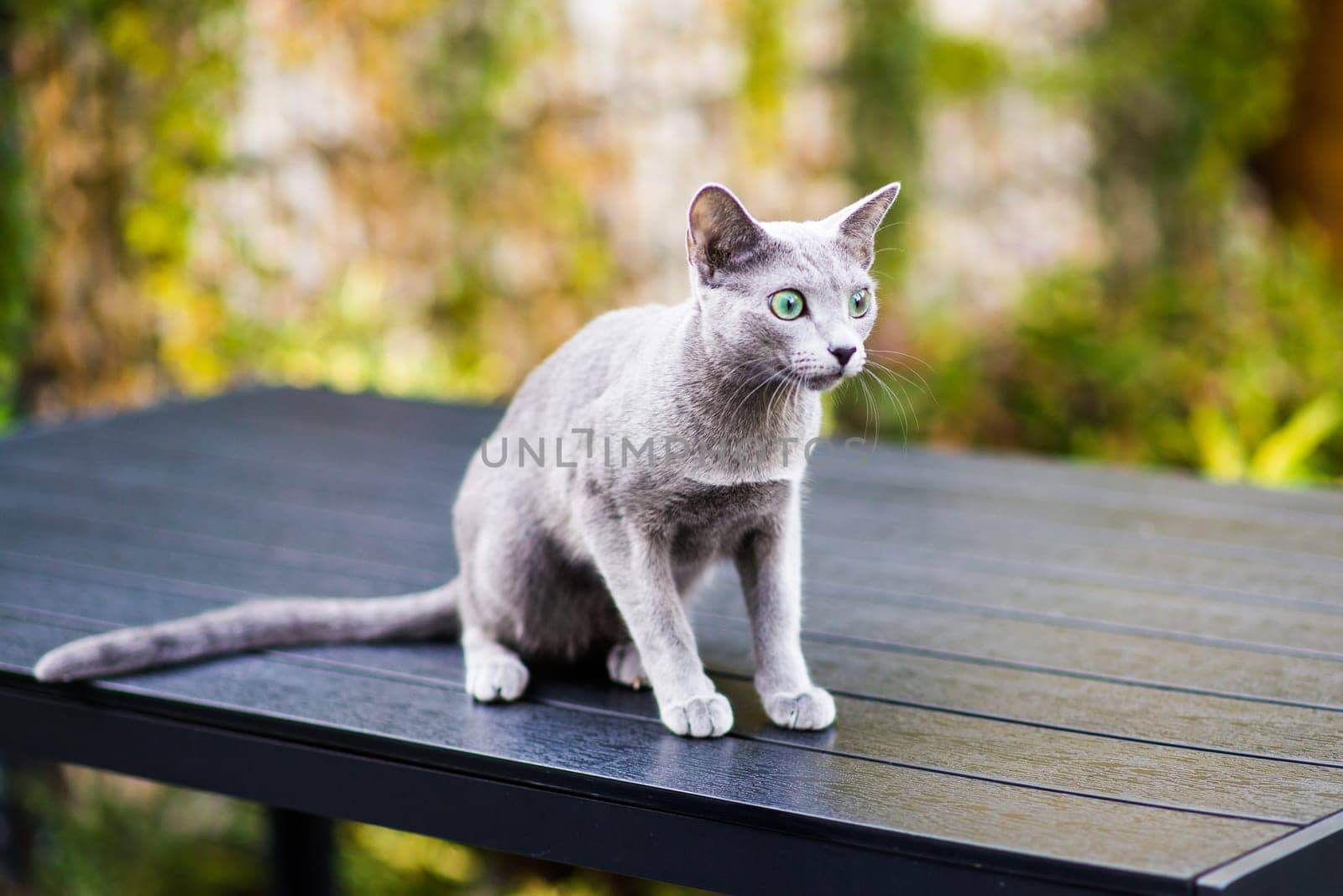 Cute blue cat sitting and laying relaxing on the table in garden by Zelenin