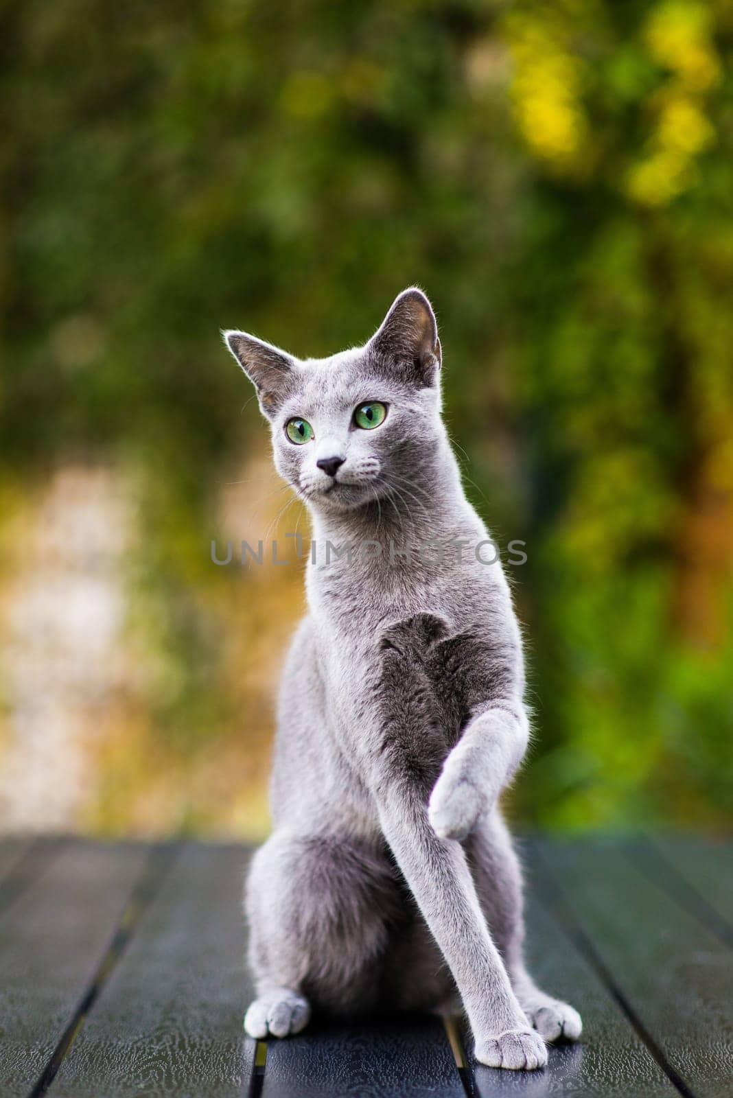 Cute blue cat sitting and laying relaxing on the table in garden by Zelenin