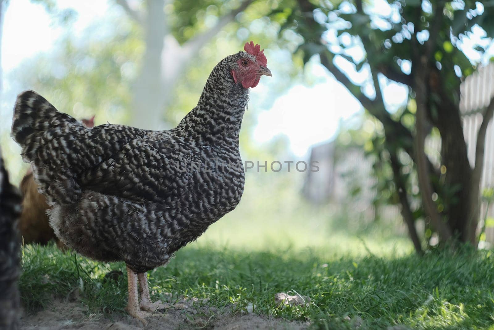 Spotted chicken in the yard. Gray chicken on the grass. Domestic bird.