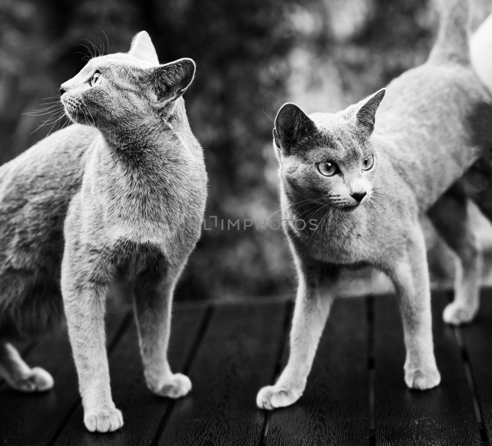 Cute blue cat sitting and laying relaxing on the table in a garden