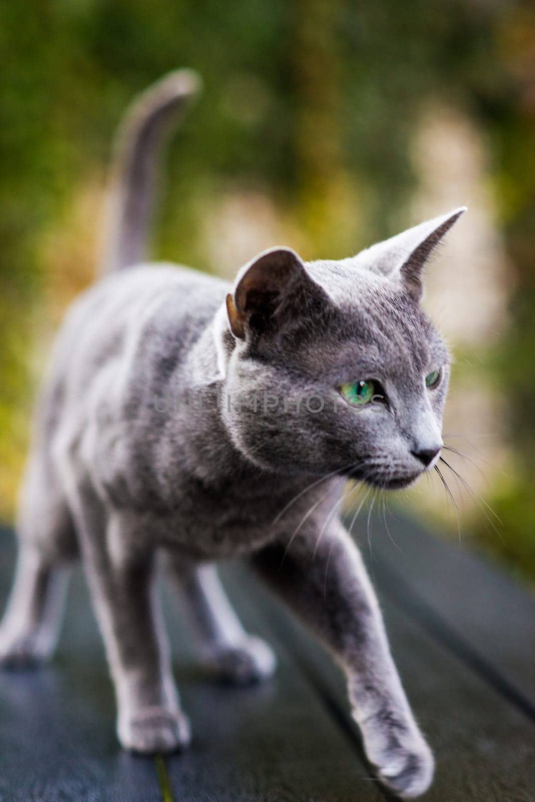 Cute blue cat sitting and laying relaxing on the table in garden by Zelenin