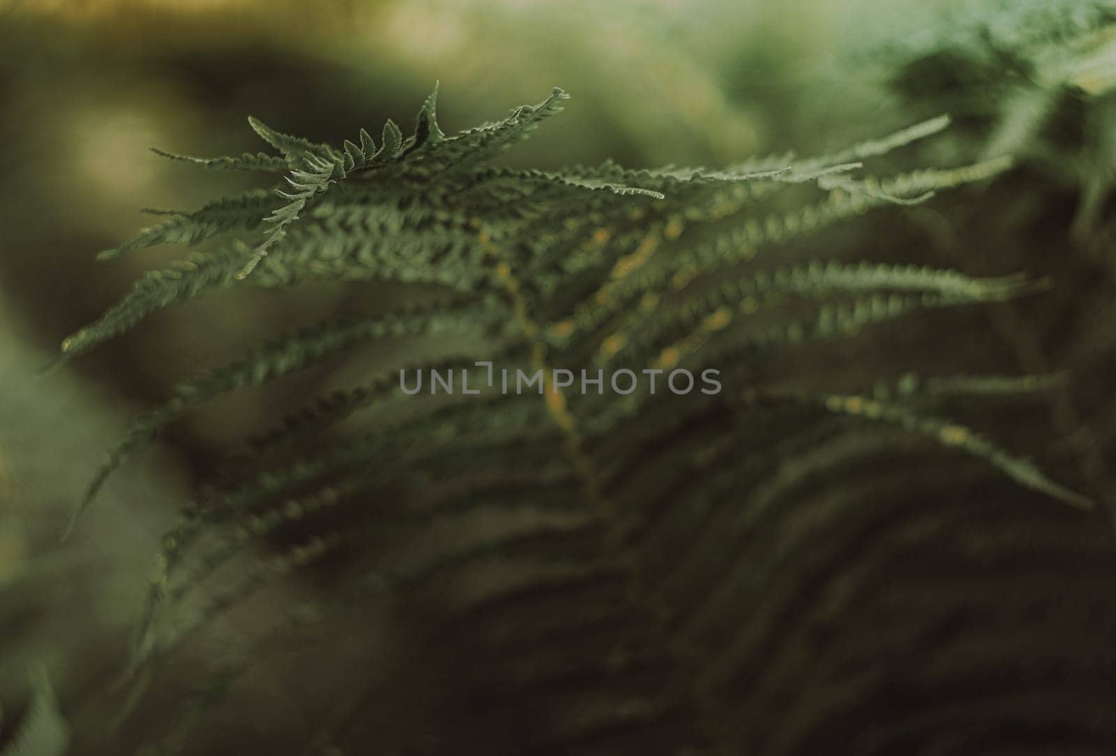 Background from green fern. Focus on the tip of the leaf, the rest is blurry.