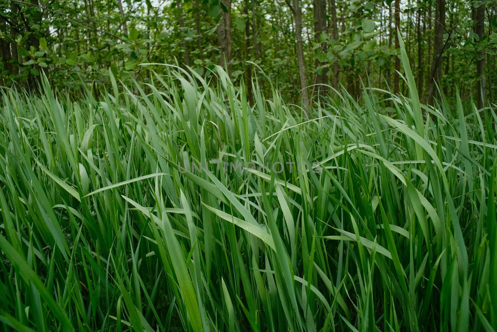 Tall May grass against the background of trees. Young green grass in the forest.