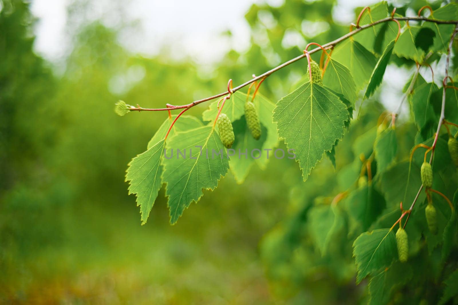 Birch branch with leaves and branches. Background with birch branch.