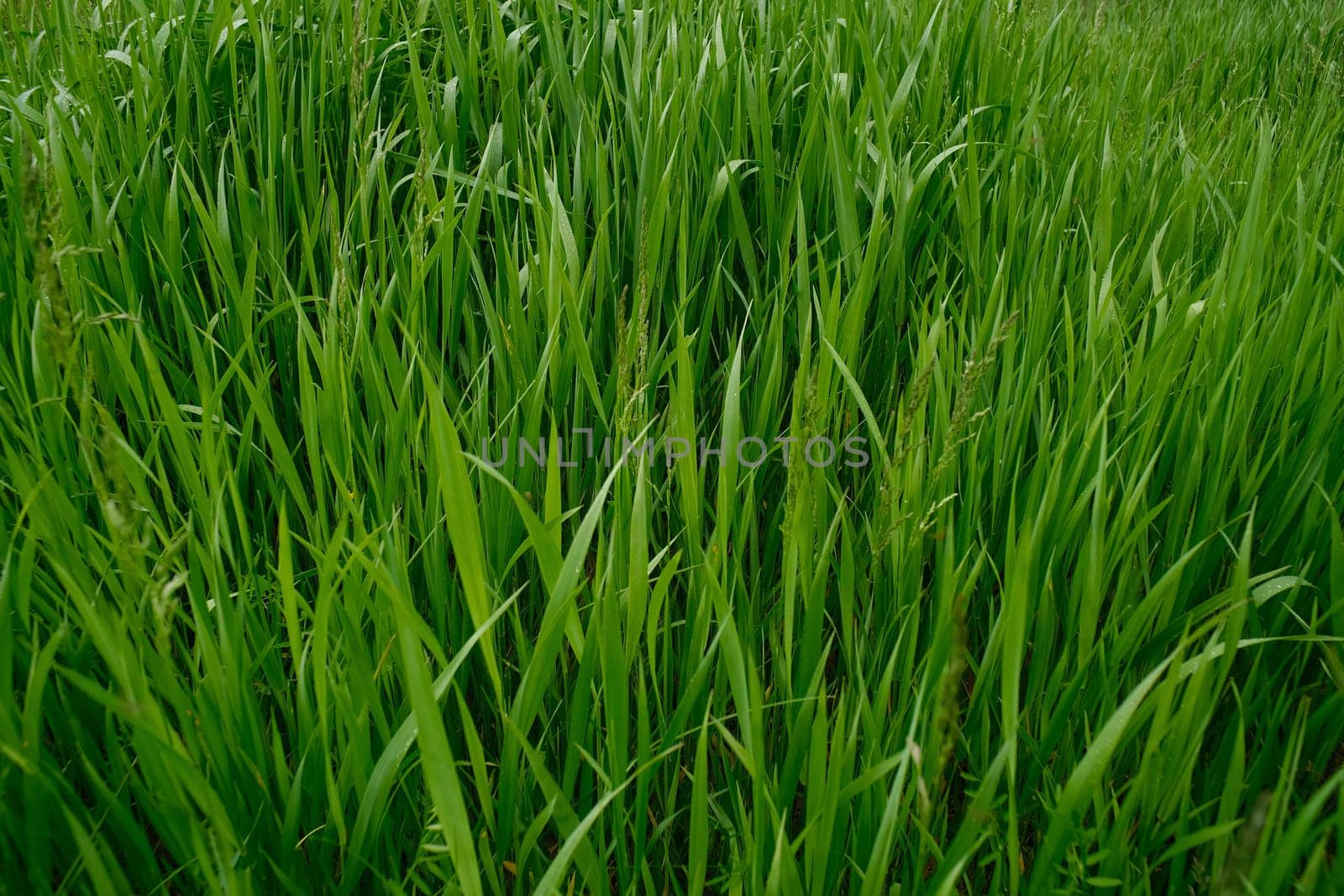 Green grass background. Green grass with bokeh. by N_Design