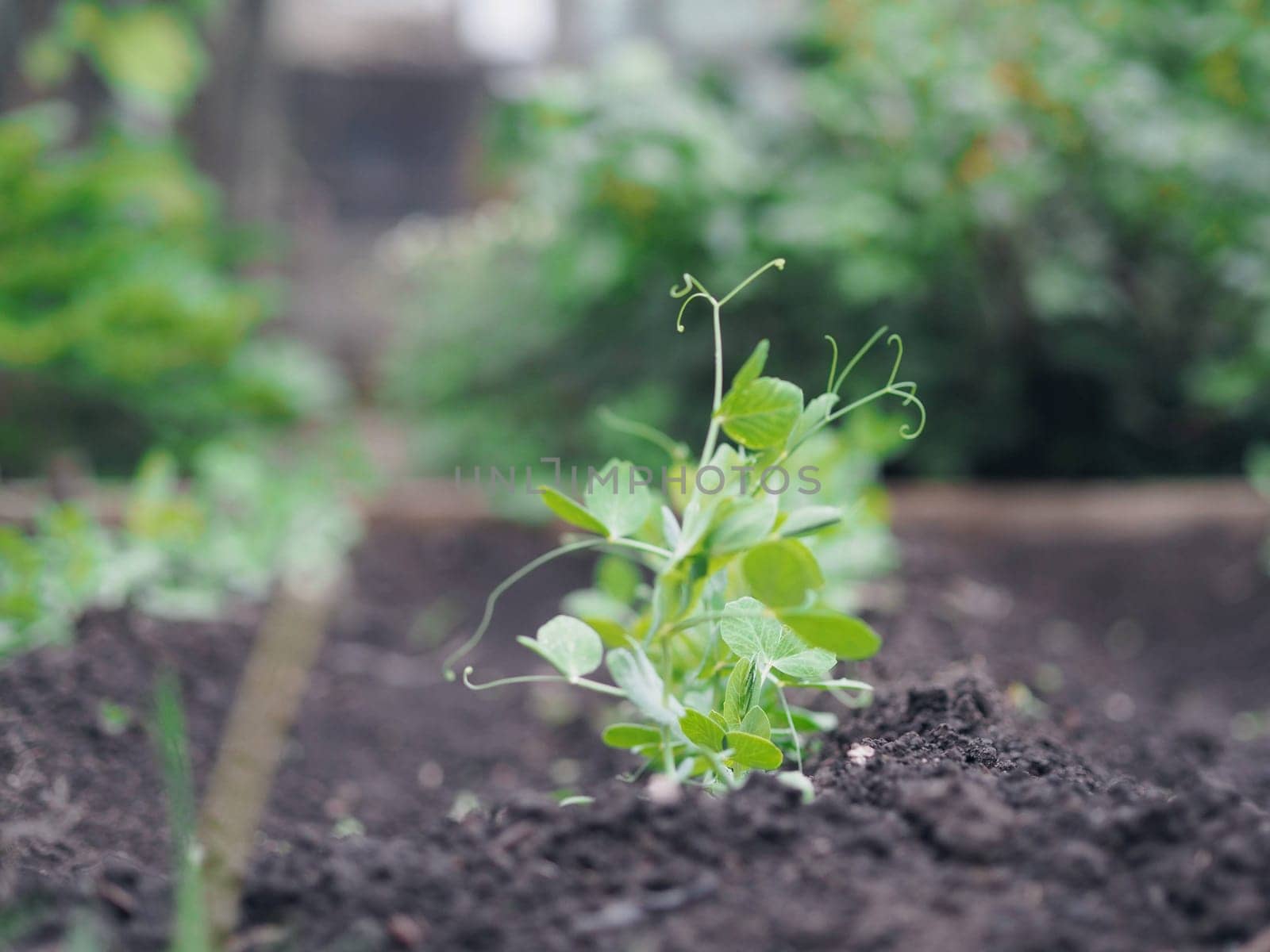 The pea shoots in rows on garden beds in the vegetable field. Cultivation of vegetables. Agriculture. Gardening in the summer house in the spring and summer season.