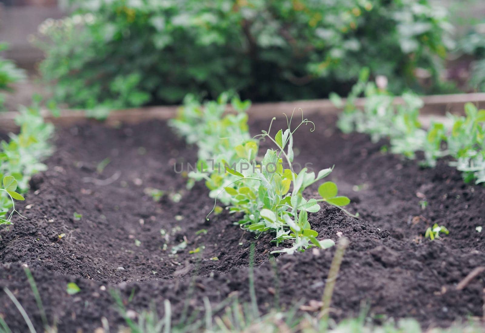 Peas grow in rows on beds in a vegetable field. Growing vegetables. Agriculture. Gardening in the country in the spring and summer season. by TatianaPink