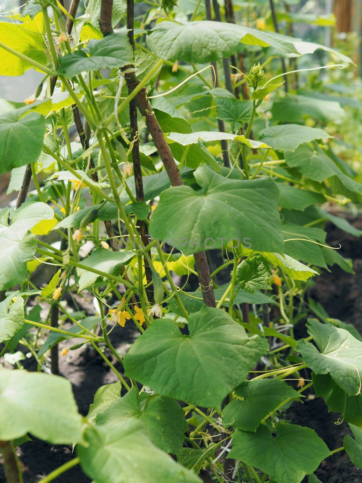 A flower on a young cucumber growing on a vine in a home greenhouse.Growing cucumbers.Agricultural