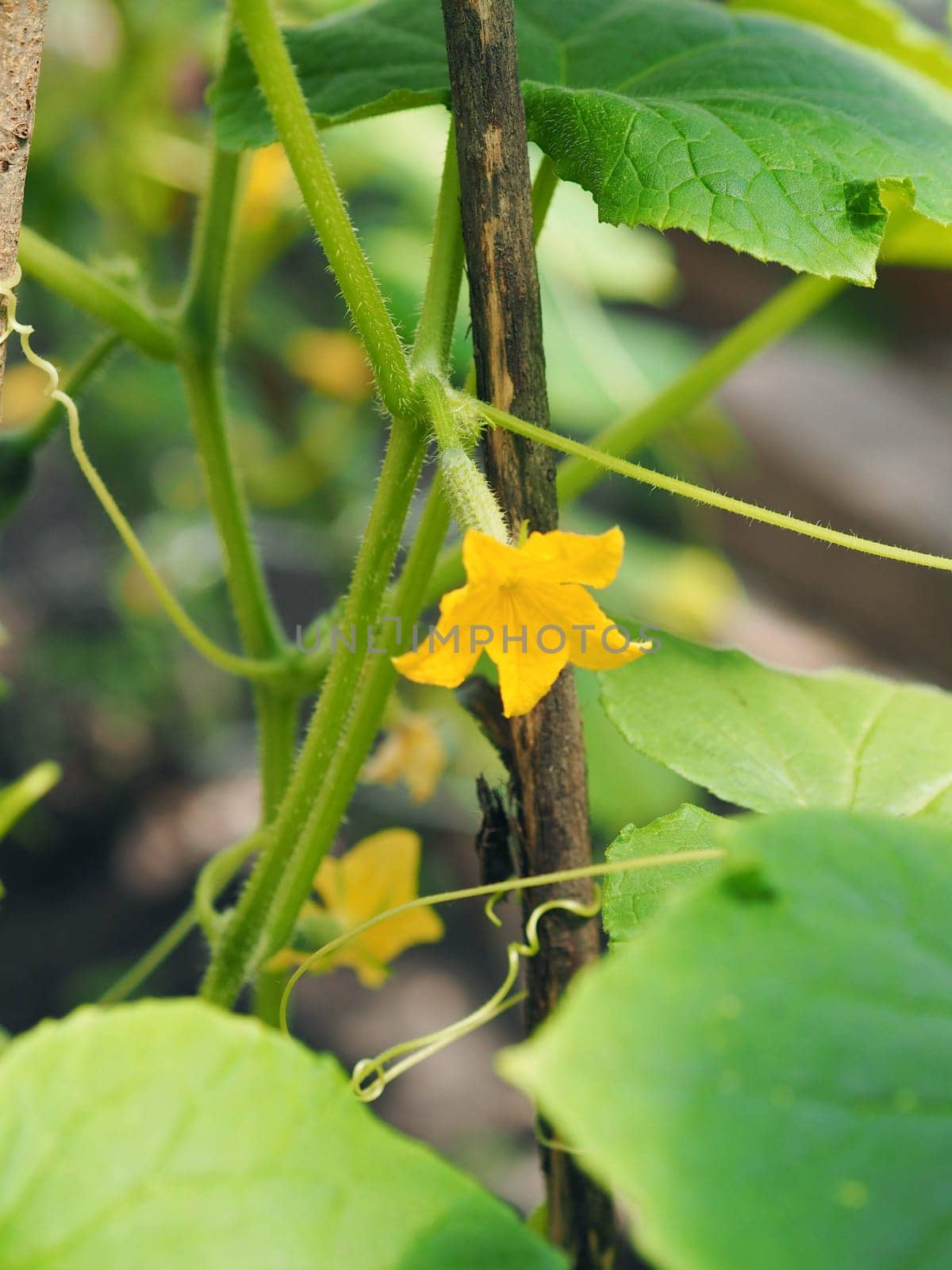 A flower on a young cucumber growing on a vine in a home greenhouse.Growing cucumbers.Agricultural background. by TatianaPink