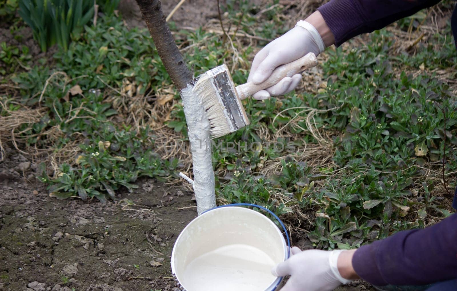 a male farmer covers a tree trunk with protective white paint against pests. Selective focus