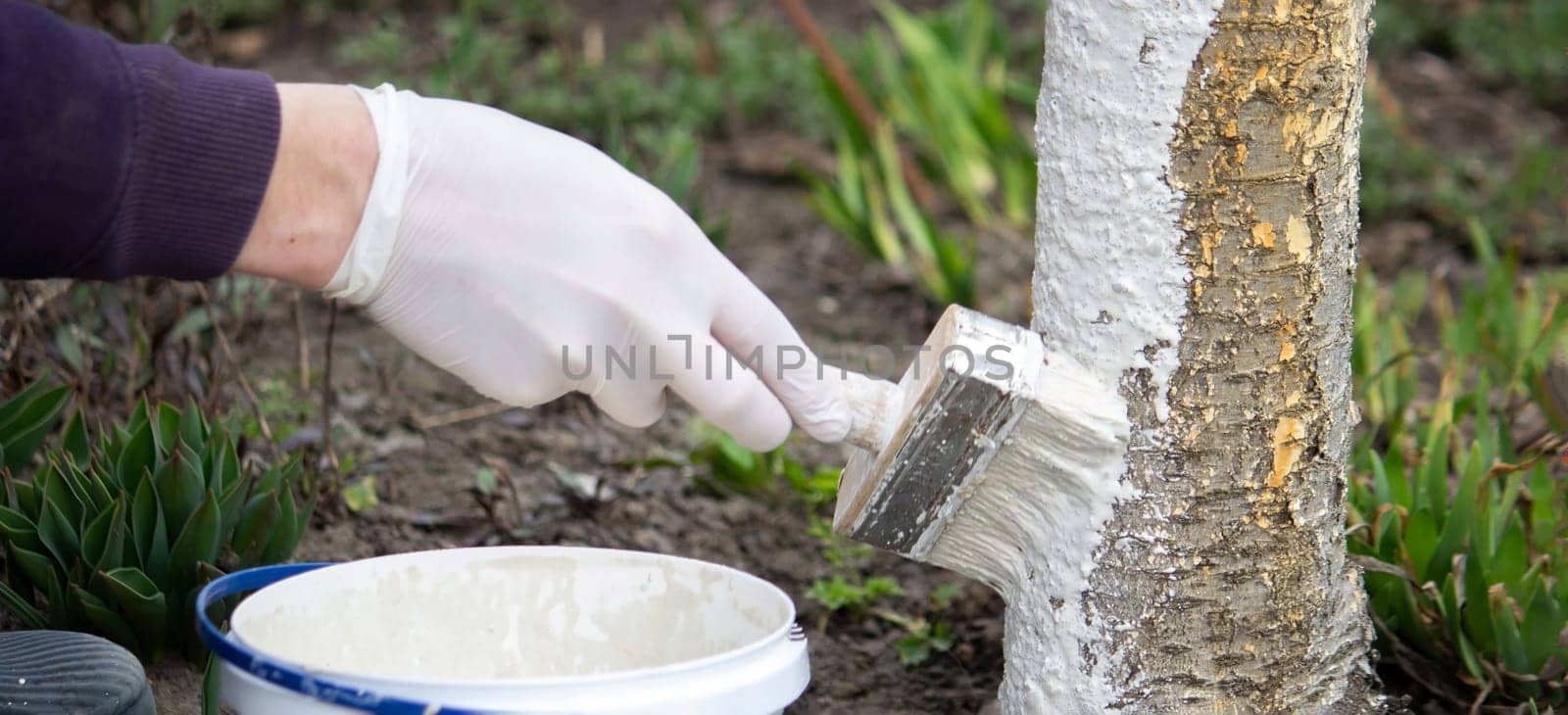 a male farmer covers a tree trunk with protective white paint against pests. Selective focus