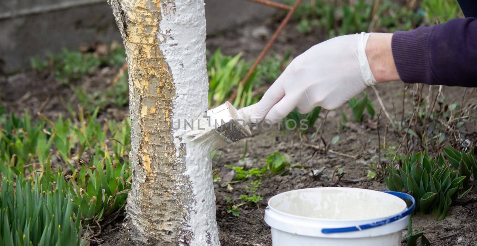 a male farmer covers a tree trunk with protective white paint against pests. Selective focus