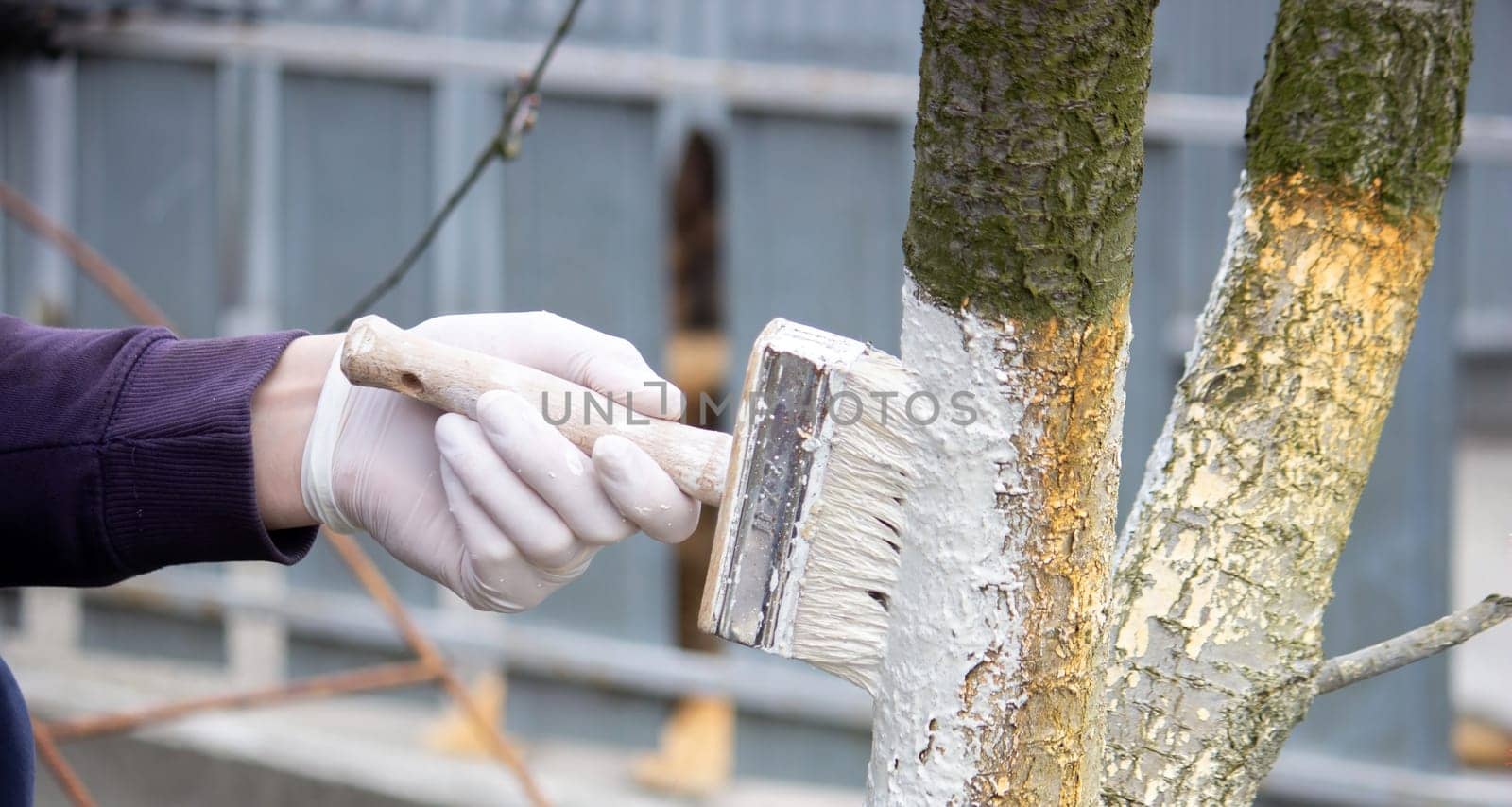 a male farmer covers a tree trunk with protective white paint against pests. Selective focus