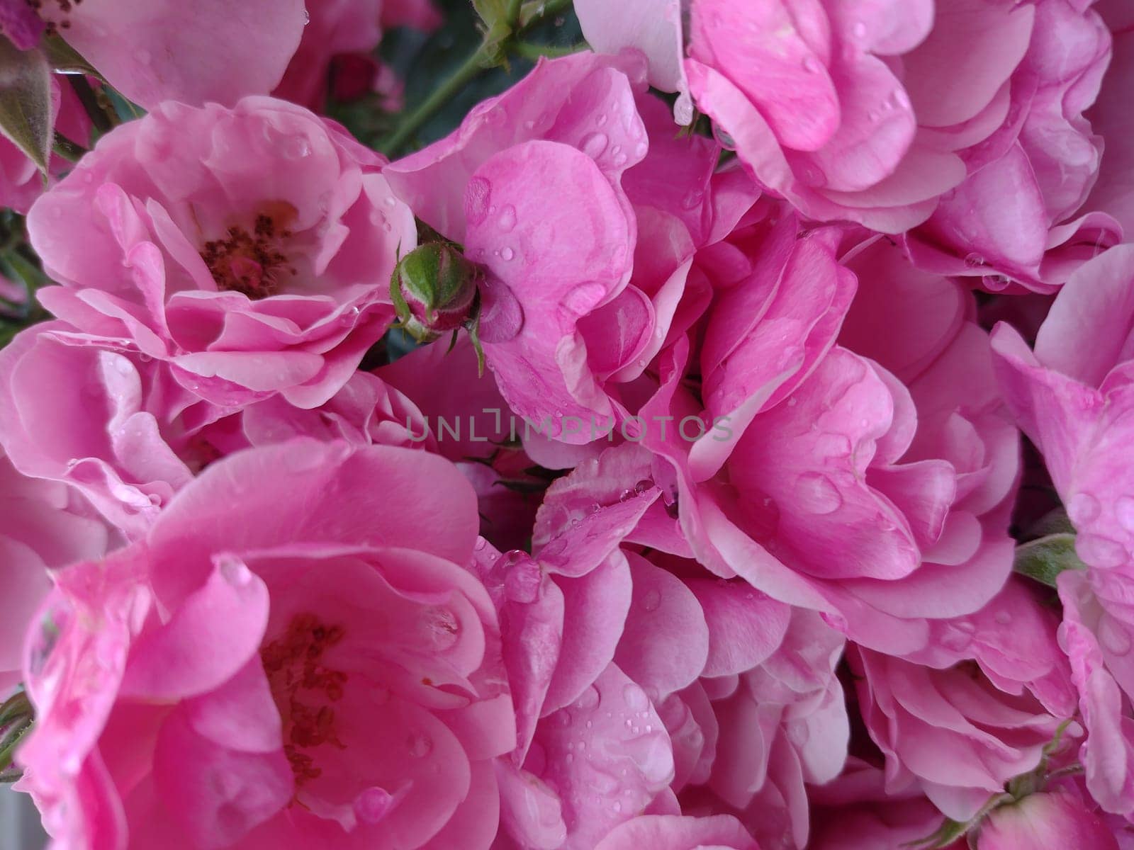 The fresh light pink rose petal background with water rain drop.