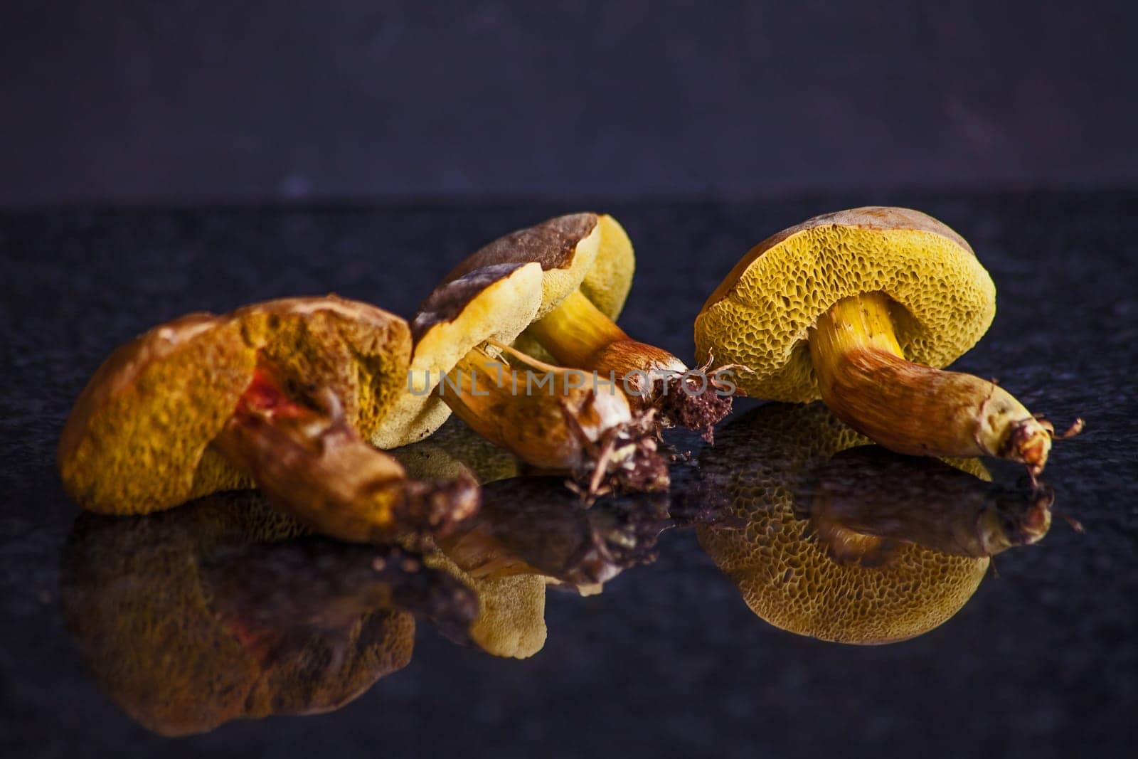 The Boletus edulis mushroom grows in well drained soil under broadleaved trees, especially oaks.