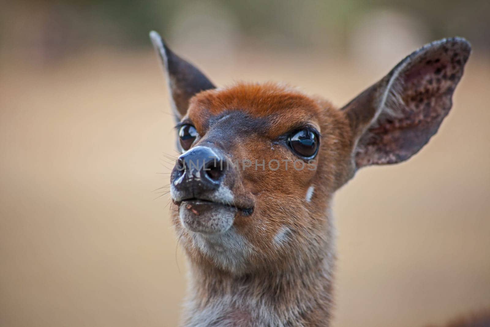 Close-up image of a young female Bushbuck (Tragelaphus scriptus) in the Royal Natal National Park, Kwa-Zulu Natal Province South Africa