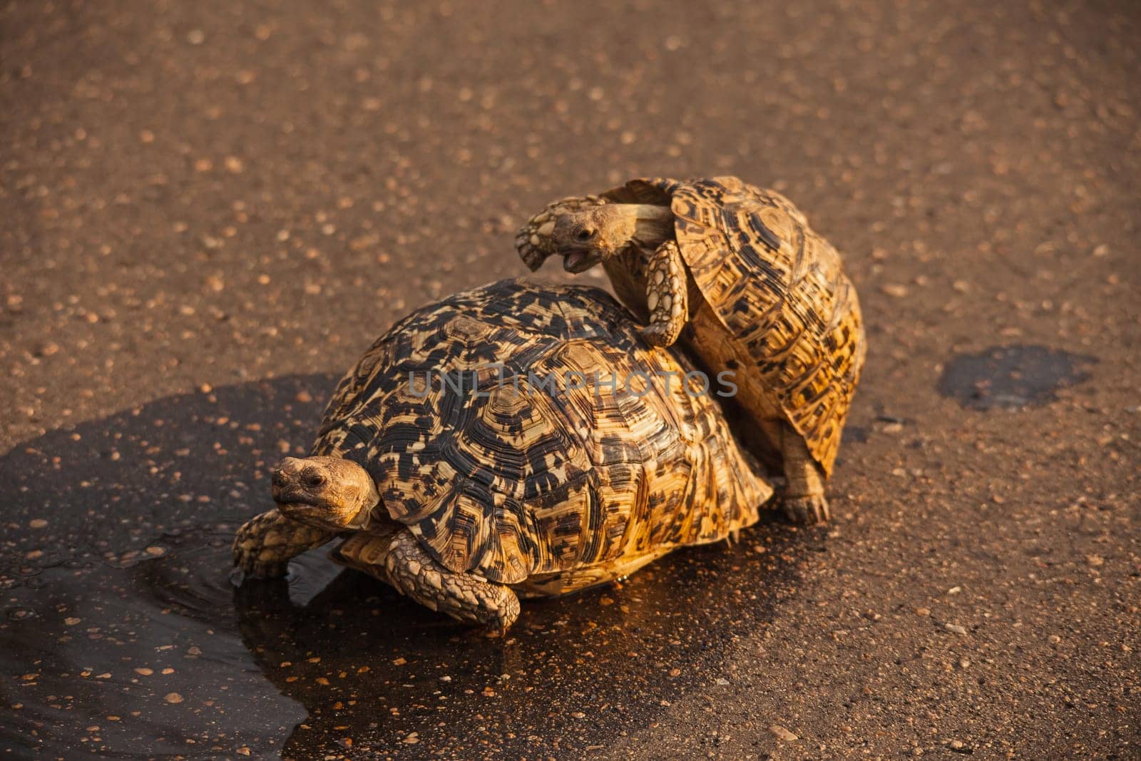 The attractively marked Leopard Tortoise (Stigmochelys pardalis) is the largest species of tortoise in southern Africa.