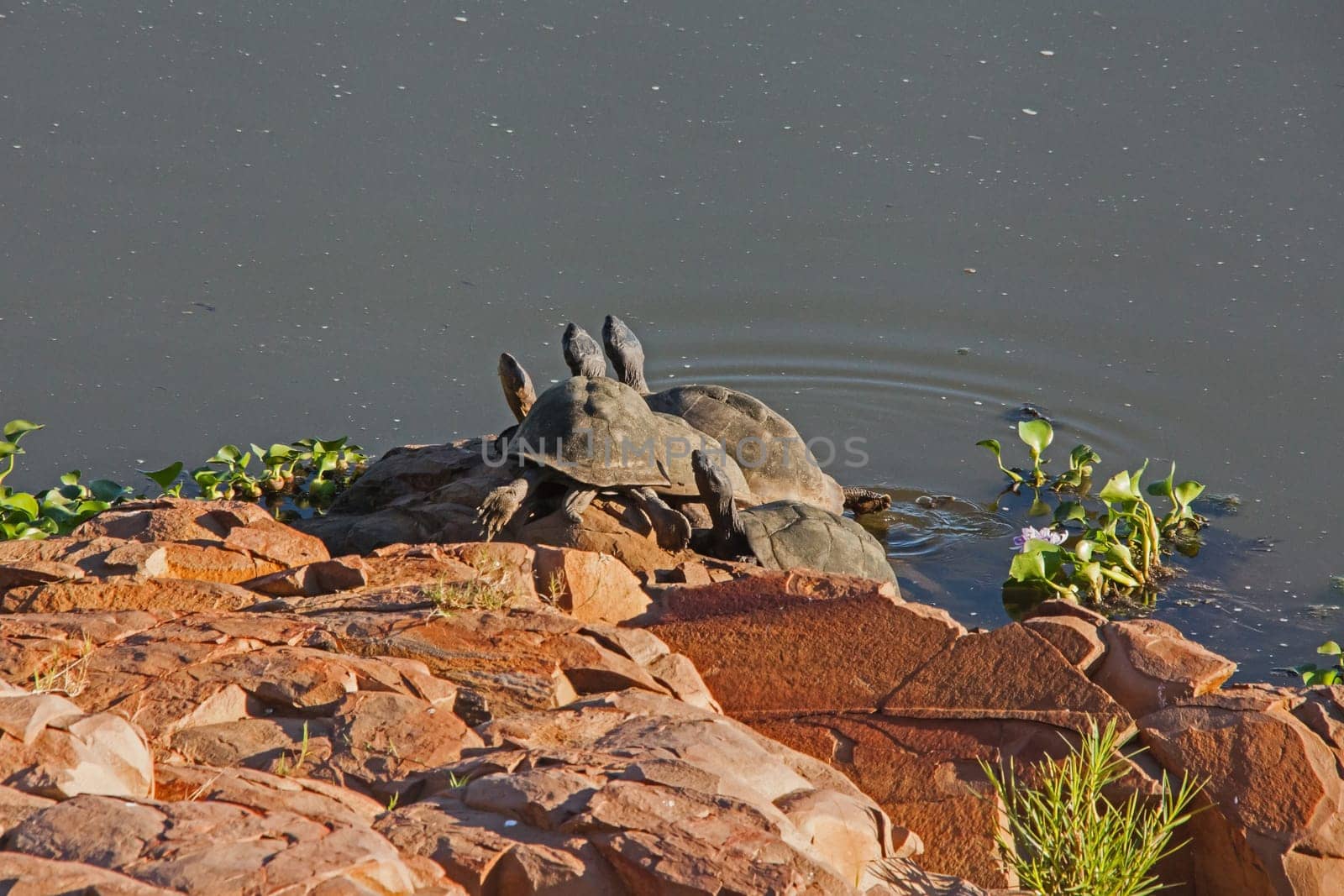 African Helmeted Turtles (Pelomedusa subrufa), also known as African  Marsh Terrapin sunbathing on the rocky bank of a river in Kruger National Park South Africa
