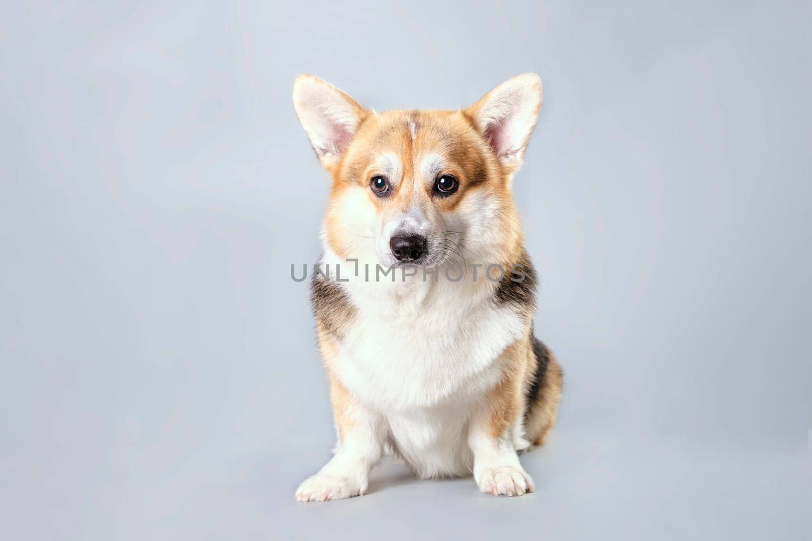 Pembroke Welsh Corgi dog in front of gray background.
