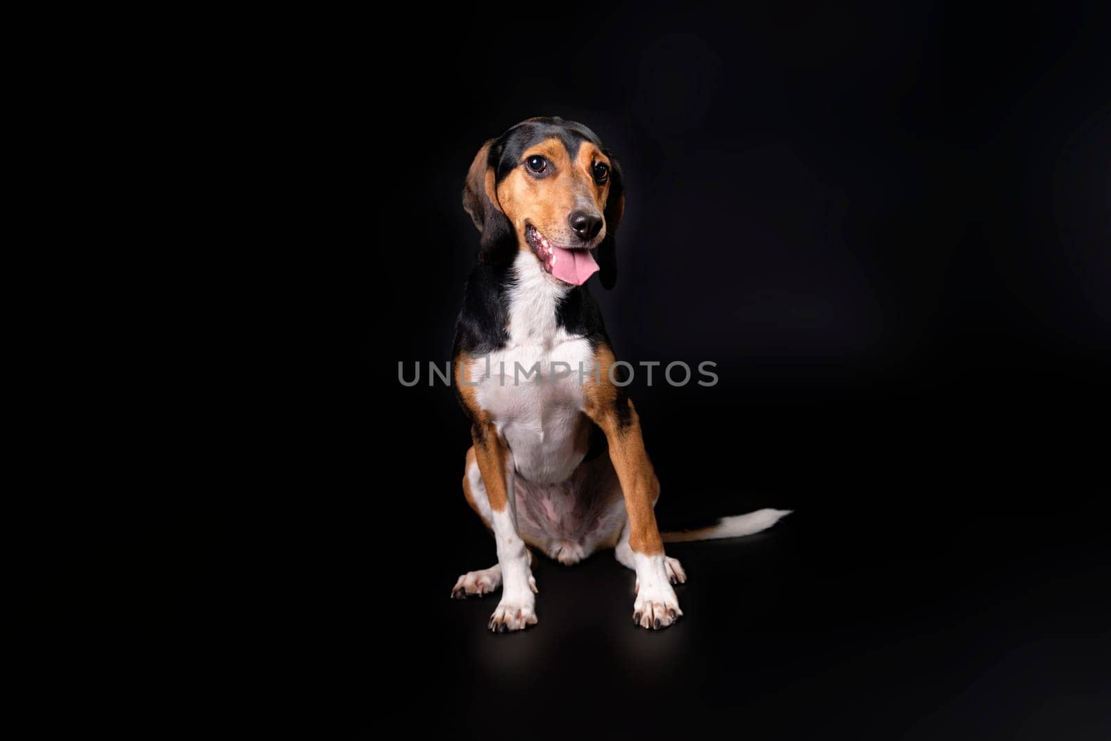 Portrait of a hunting dog in the studio on a black background.