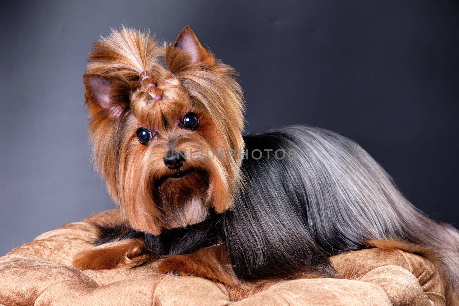 Portrait of a Yorkshire Terrier dog close-up after a haircut.